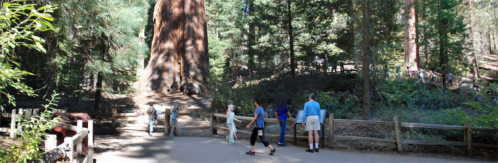General Grant Tree, Grant Grove, Kings Canyon National Park, California