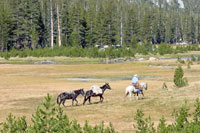 horseback rider and pack train, CA