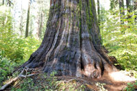 Giant Sequoia at Calaveras Big Trees State Park, CA