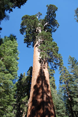 General Grant Tree, Grant Grove, Kings Canyon National Park, CA