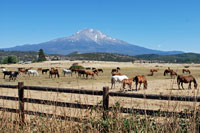 Horses grazing near Mount Shasta,  CA