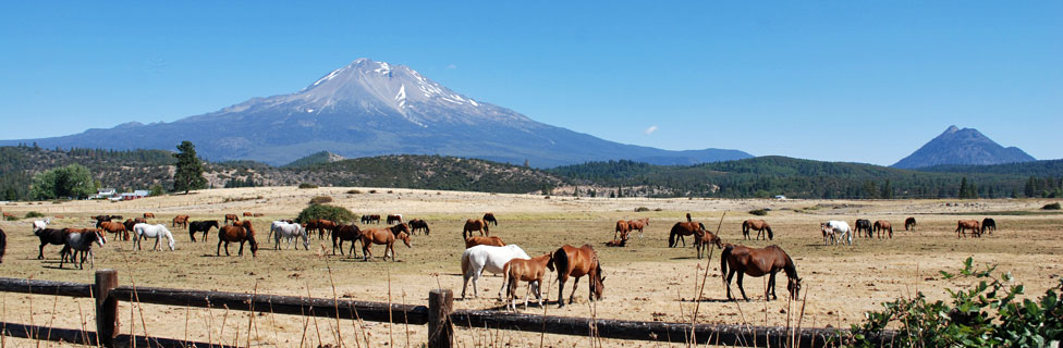 horses and Mount Shasta, CA