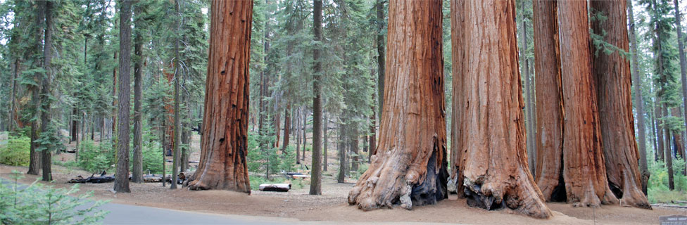 Giant Seqyuoia Trees, Sequoia National Park, California