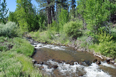 Cold Creek at Cold Creek Campground, Tahoe National Forest