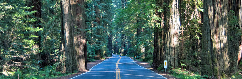Avenue of the Giants, Humboldt Redwoods State Park, California