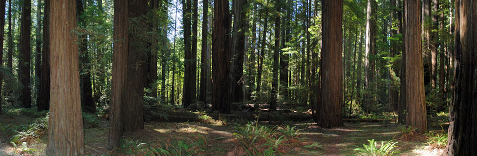 redwood trees, California