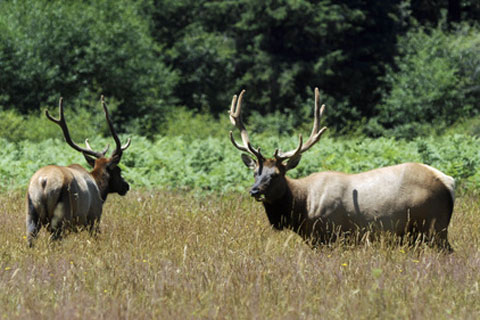 Roosevelt elk, Prairie Creek Redwoods State Park, CA