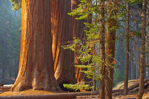 Sequoia trees, Sequoia National Park, CA